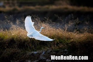 白鹭的活动范围和生活规律,白鹭有哪些种类、体型、羽毛、颜色、叫声、分布范围、生活习性？