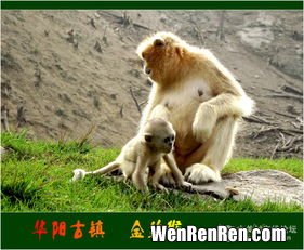金丝猴是国宝吗,金丝猴是中国特有的吗？