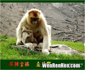 金丝猴是国宝吗,金丝猴是中国特有的吗？