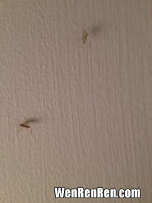 有蚊子没有蚊香怎么办,在房间没有蚊香怎么快速灭蚊子
