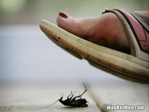 上海蟑螂多吗,上海有蟑螂吗