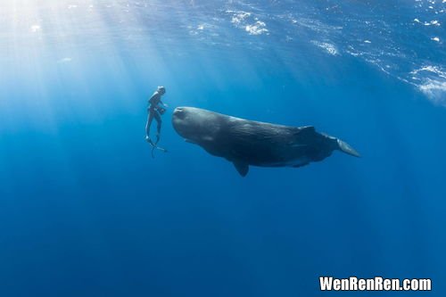 鲸鱼怎么喂奶,在海里生活的鲸鱼，是怎么给鲸鱼宝宝喂奶的？