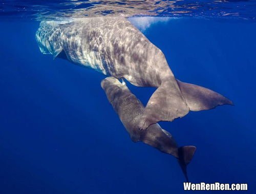 鲸鱼怎么喂奶,在海里生活的鲸鱼，是怎么给鲸鱼宝宝喂奶的？